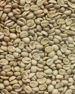 cultivar - Arara