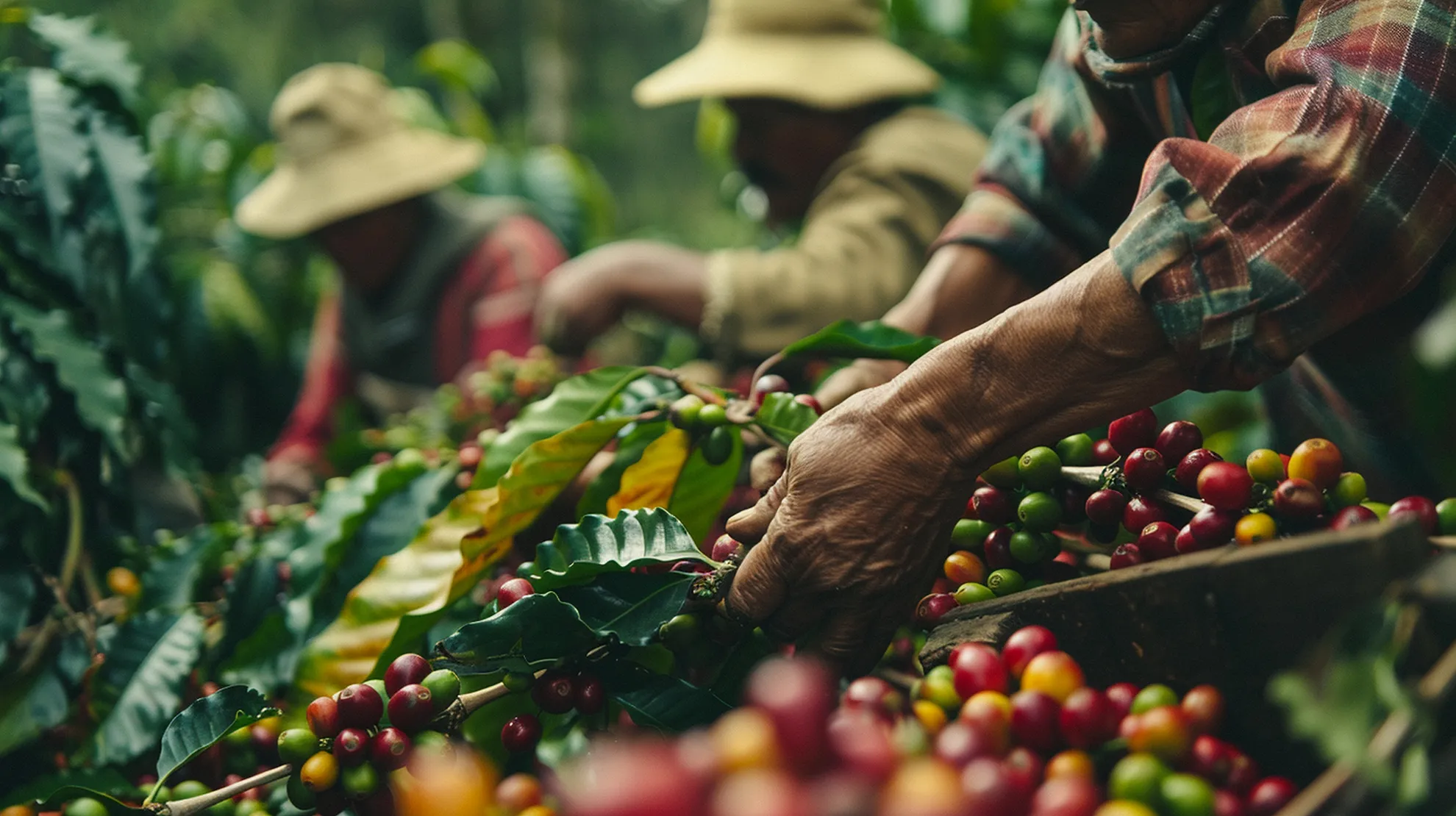 colheita-cafe-verde-fazenda-athena