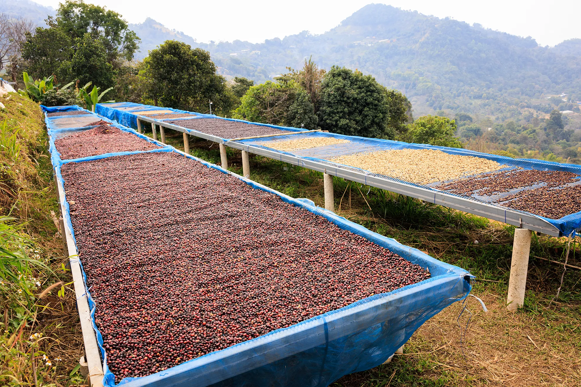 selecao-graos-fazenda-athena